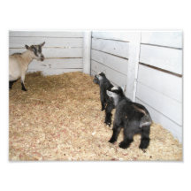 Mamá Goat que le da dos niños la mirada de la mamá Fotografía