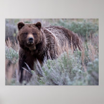 Mamá Grizzly Impresiones