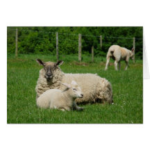 Mamá Sheep y cordero, Edlingham Felicitaciones