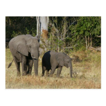 Mamá y postal feliz del becerro del elefante