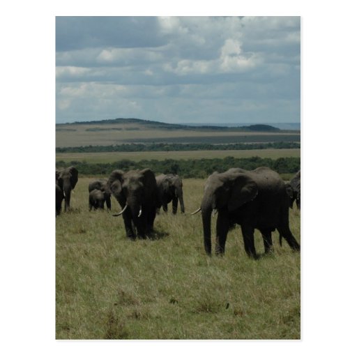 Manada Maasai Mara, Kenia del elefante Postal