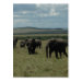 Frente