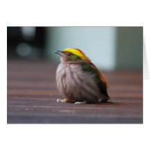 Manakin Ardiente-capsulado Felicitacion