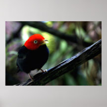 Manakin capsulado rojo posters
