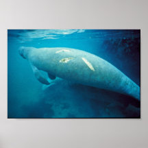 Manatee con la cicatriz poster