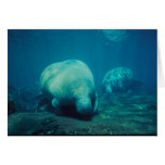 Manatee Felicitación