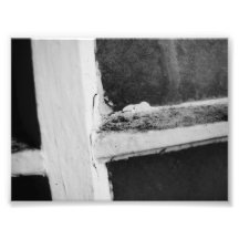 Manchado (blanco y negro) fotografía  