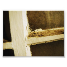 Manchado Fotografia