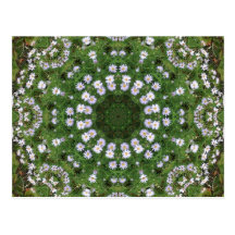 Mandala blanca de los Wildflowers de Fleabane de l Tarjetas Postales