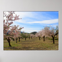 Mandelhain Plakat
