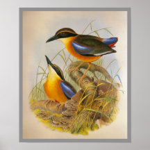 Mangle Pitta Impresiones