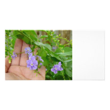 Mano, flores púrpuras, hojas tarjeta fotografica  