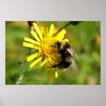 Manosee la abeja en estampado de flores amarillo posters