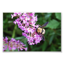 Manosee la abeja en estampado de flores púrpura cojinete