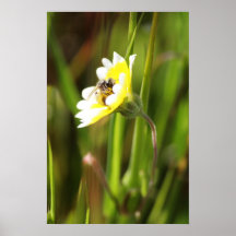"Manosee la abeja " Impresiones