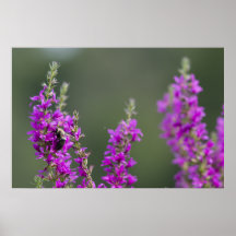 Manosee la abeja posters
