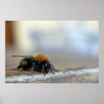 Manosee la abeja que descansa sobre la impresión d posters