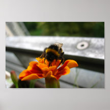 Manosee la abeja que recoge la miel posters