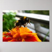 Manosee la abeja que recoge la miel posters