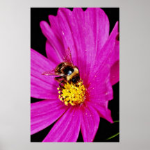 Manosee la abeja que recolecta el polen del flujo  impresiones