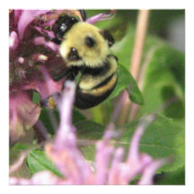 Manosee la invitación de la abeja