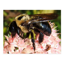Manosee la postal del ~ de la abeja 93