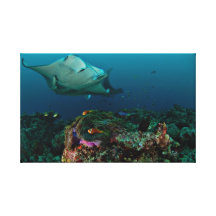Mantarays sobre la anémona - lona impresiones en lona estiradas