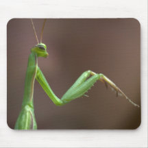 Mantid de rogación tapete de ratones