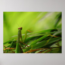 Mantis religiosa en bambú posters