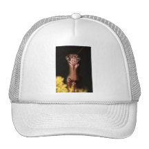 mantis religiosa gorra