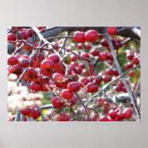 Manzana de cangrejo del invierno 1 poster