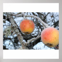 Manzanas del invierno impresiones
