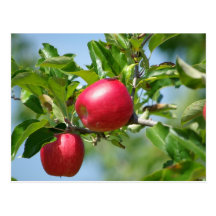 Manzanas Postales