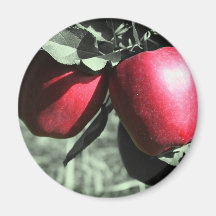 Manzanas rojas en el imán blanco y negro