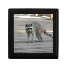Mapache Cajas De Regalo