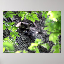 Mapache de Hidding Poster
