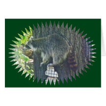 Mapache de la mamá que roba la tarjeta del sebo
