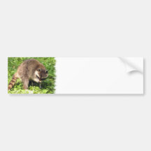 Mapache que baña a la pegatina para el parachoques pegatina de parachoque