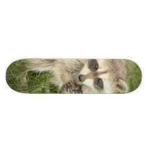 Mapache Tabla De Skate