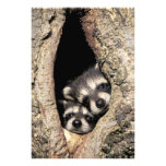 Mapaches del bebé en Procyon de la cavidad del árb Arte Con Fotos