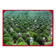 Máquinas segadores del té en el campo (circa 1902) felicitacion 