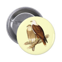 Mar blanco Eagle de Breasted. Ave rapaz grande Pin