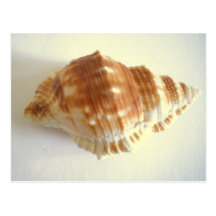 Mar Shell Postal