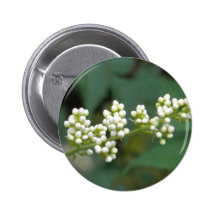 Maravilla blanca pin