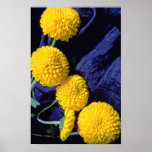 maravillas amarillas en las flores azules de la te posters