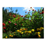 Maravillas, Zinnias y cielo azul Postales
