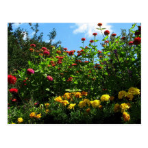 Maravillas, Zinnias y cielo azul Postales