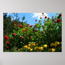 Maravillas, Zinnias y cielo azul Posters