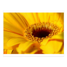 Margarita amarilla del Gerbera Tarjetas Postales