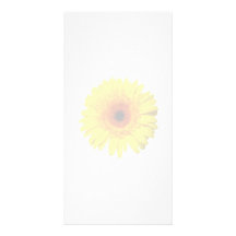 Margarita amarilla soleada del Gerbera Tarjetas Fotográficas